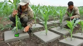 vì sao Nông Dân Trung Quốc lại Đổ Bê Tông lên gốc cây Ngô