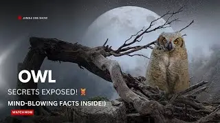 Owls Explained: Owl Sounds, Baby Owls, Hunting Secrets & More! 🦉 | Ultimate Owl Video