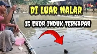 Umpan BEJOE‼️15 induk terkapar‼️Induk seberat 7kg pun oleng.