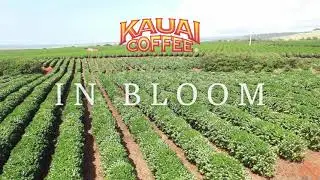 Kauai Coffee Farm in Bloom