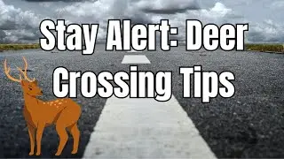 Autumn Driving: How to Avoid Collisions with Deer