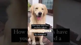 Entertainment Dog||Golden Retriever 🐶