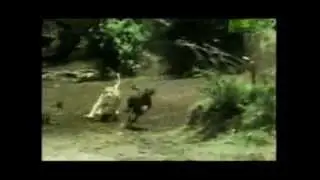 Top 10 animal hunts (extended) - part 2 (by odissey505)