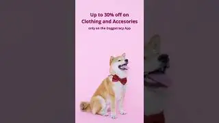 Pet clothing and accessories available on Doggocracy.