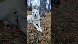 не мама 😂 #dog #dogs #собака #цитатыпрожизнь #pets #юмор #смех #humor #live #life #жизнь
