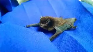 Baby bat entered  home