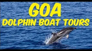 Explore Goa's Dolphin Boat Tours: A Magical Marine Adventure!