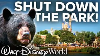 BEAR FOUND at Disney's Magic Kingdom! - Shuts Down Half the Park