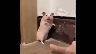 Screaming Hamster (no human screams)