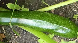 Cucurbite -  Marrow fruit - Courgettes - K&uacute;rb&iacute;tur - N&aacute;ttskugga&aelig;tt - Matjurt