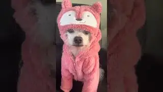 Viral dog videos...