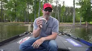 Deep Dive - Bryant Smith - Caffeine Shad During the Herring Spawn