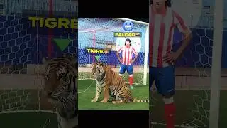 Animales en el f&uacute;tbol + Gato