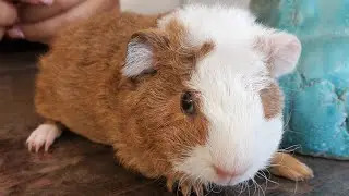 Guinea Pigs and Fenella Visited!!!!!!!!!!!