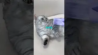 She Brought Home the Wrong Cat?! #trending #pets #animals
