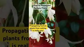 Growing fuchsia from cutting | How to propagate Fuchsia | #gardeningtips #gardenideas #gardening