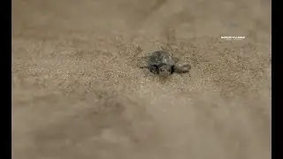 Miles de tortugas nacen en Same, ECUADOR