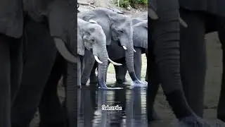 elephant drink water #elephant #youtubeshorts #ekmotahathighumechala #viralvideo