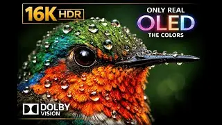 Unmatched Clarity and Depth in 8K HDR 60fps Dolby Vision Pure HDR