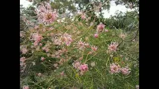 Peaceful Park | Kings parc and botanic gardens, Perth, WA, AU #garden #plants #growagarden #birds
