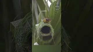 Architects of the Air ✨🍃   #bayaweaver  #nestbuilding #naturearchitects