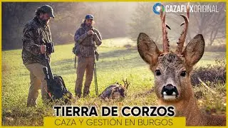 ✅ TIERRA DE CORZOS 2023 #2 | Burgos CAZA Y GESTI&Oacute;N DEL CORZO