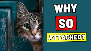 Why Is Your Cat So Attached to You? 8 Incredible Reasons!