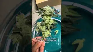 If your buds look like this, you nailed it!