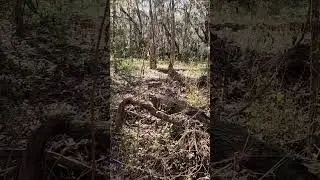 Bolen Bluff Trail on a cool, sunny day in Florida.