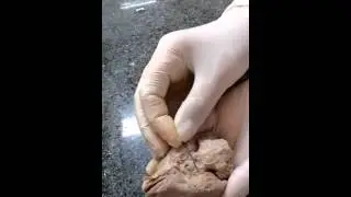 Neuroanatomia Veterin&aacute;ria (vista ventral constituintes do hipot&aacute;lamo e alguns giros e sulcos)