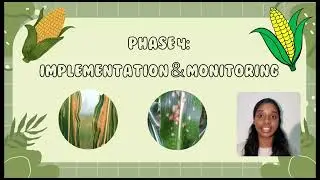 Vlog Presentation Maize Plant (Downy mildew)