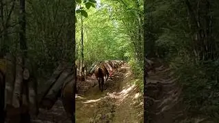 Samarica iznos drva sa vi&scaron;e konja
