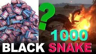 1000 Black Snakes at Once (1000 snake bombs)