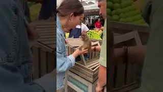 Baby Monkey Rescue 🐒 #animalrescue #babymonkey #monkey#savetheanimals #rescue