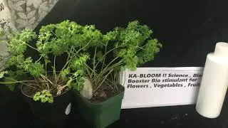 Ka-bloom , biostimulants why are plants need them for high brix nutrients levels