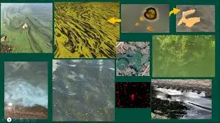 2021 VLAP Workshop Session IV: Cyanobacteria Refresher