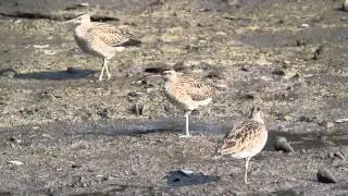 Whimbrel (Numenius phaeopus)