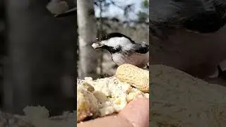 a person feeding a bird