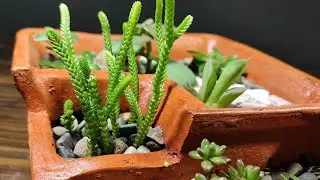 Making Mini Garden in Ceramic Pot