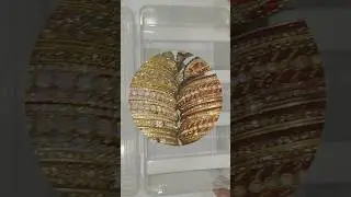 bangles organizer #newsong #bangles #banglebox #shrutishorts