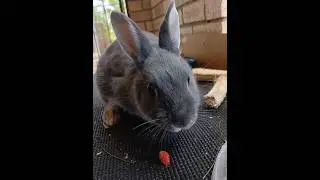 Lilly loves strawberries