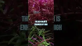 Do you know why some freshwater aquarium plants are red