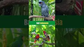 Bali Bird Park Wildlife - Indonesia