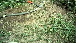 Spring Spear Trap