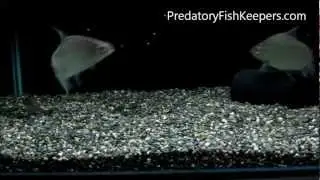 RARE Acnodon normani Sheep Tiger Pacu Feeding Clip Predatory Fish Forum