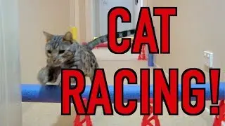 CAT RACING DAY