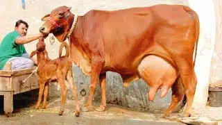 🔴 (03014865352)date 21-12-25.Sahiwal jarsi cross cow for sale on youtube. 