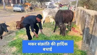 मकर संक्रांति की हार्दिक शुभकामनाएं गाय को चारा डाला और मछली को आटा सेवा करते हुए 