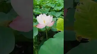 tropical flower@laskartaru #nature #naturelovers #travel #mountains #alam #garden  #flowers