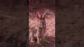 Young desert cottontail rabbit eating grass #nature #desert #newmexico #rabbit #animals